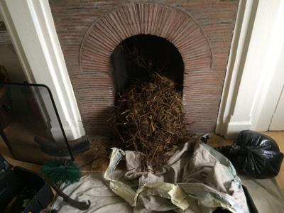 birds-nest-removal-1-4001